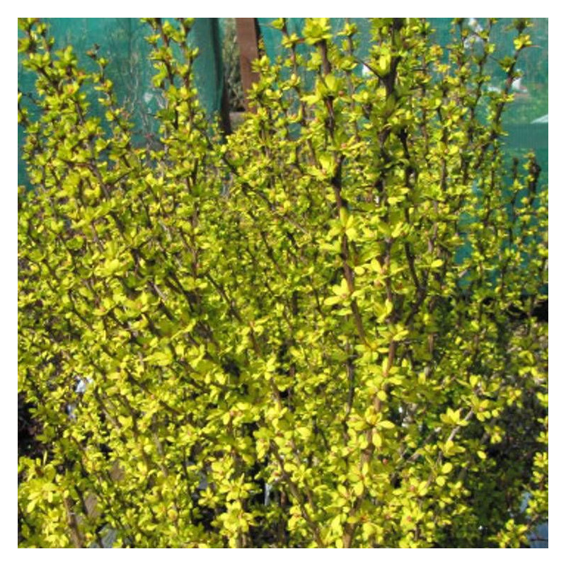 Epine-vinette jaune Golden Torch® 'Torchd'Or', Berberis