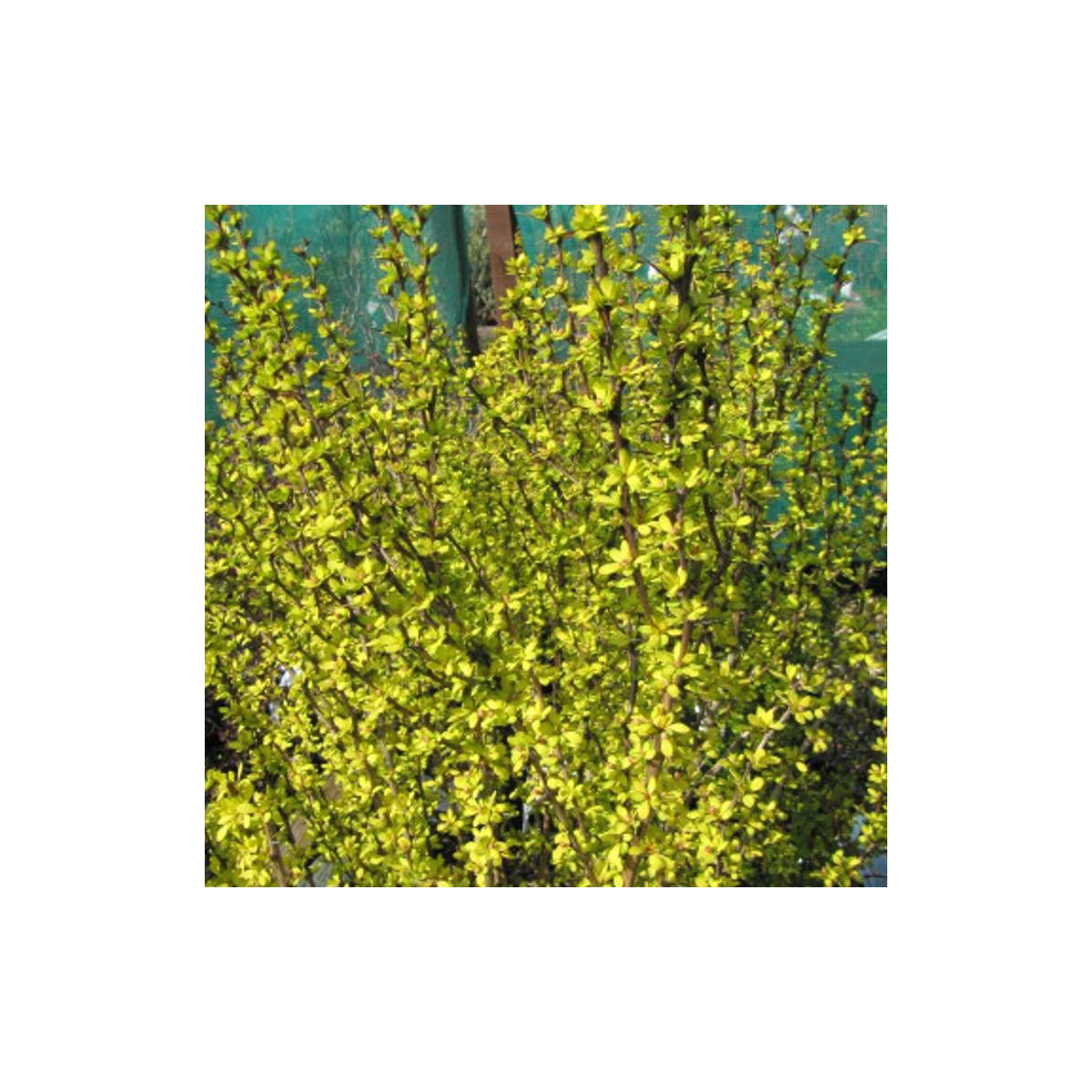 Epine-vinette jaune Golden Torch® 'Torchd'Or', Berberis
