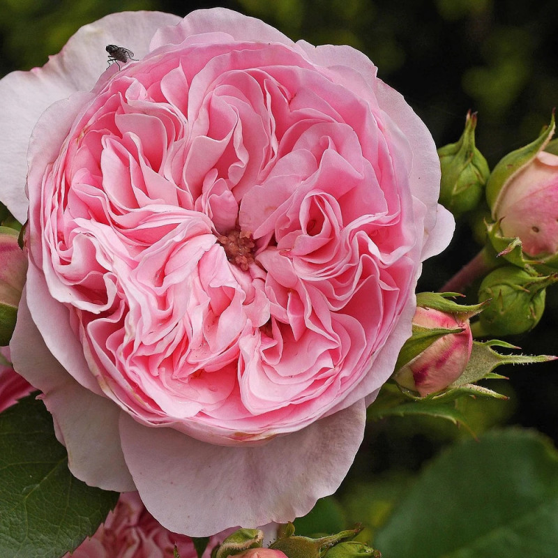 Rosier à grandes fleurs Ragazza® 'Adalekov'