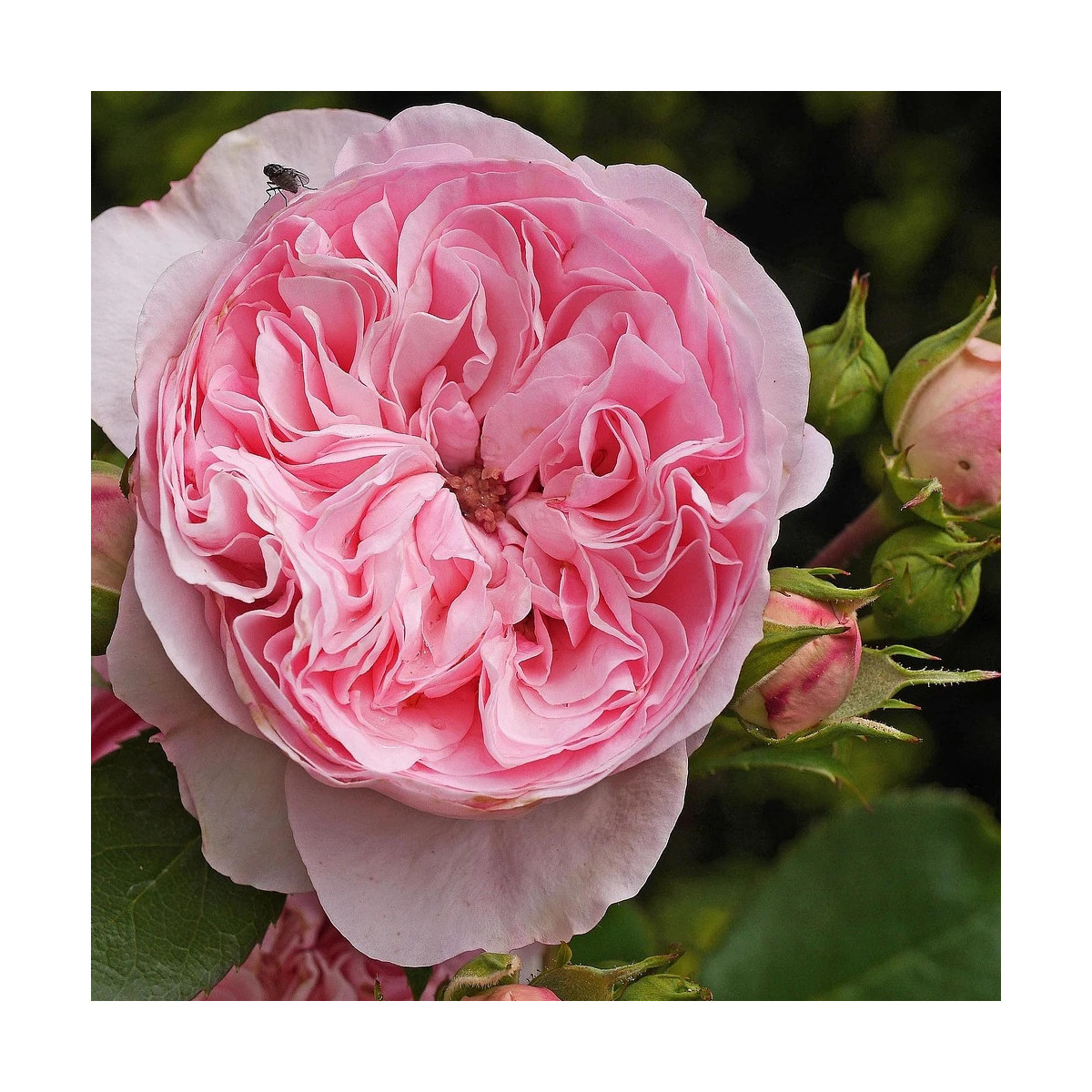 Rosier arbustif Ragazza® 'Adalekov'