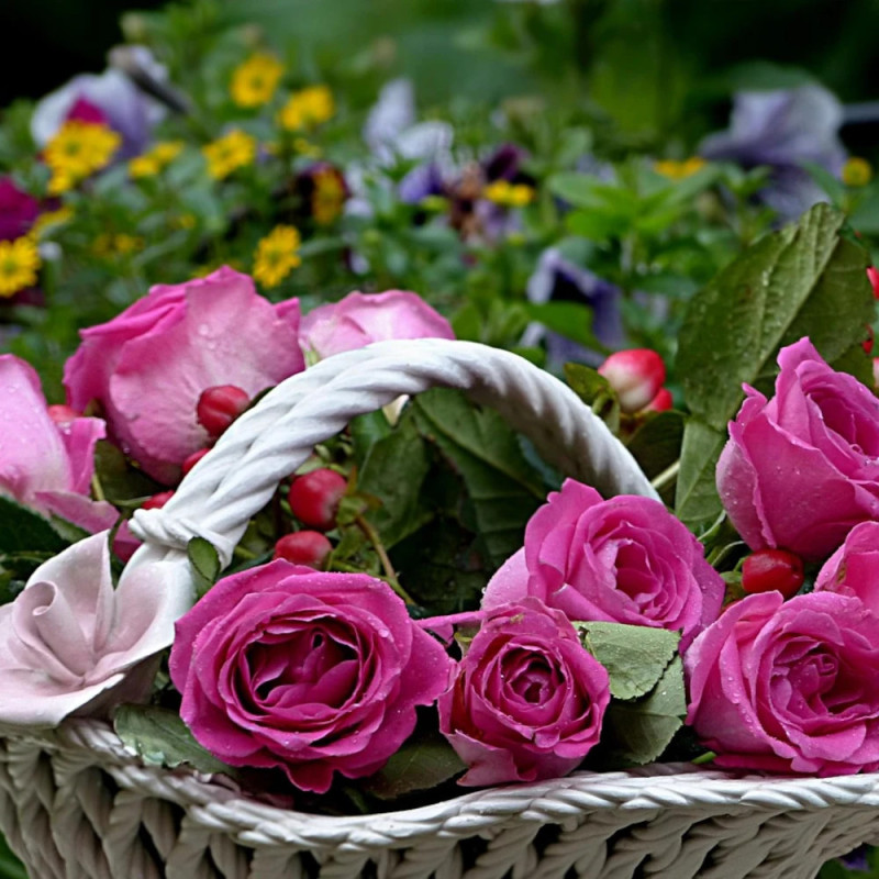 Rosier à grandes fleurs Rose Lalande de Pomerol® 'Delcherot'