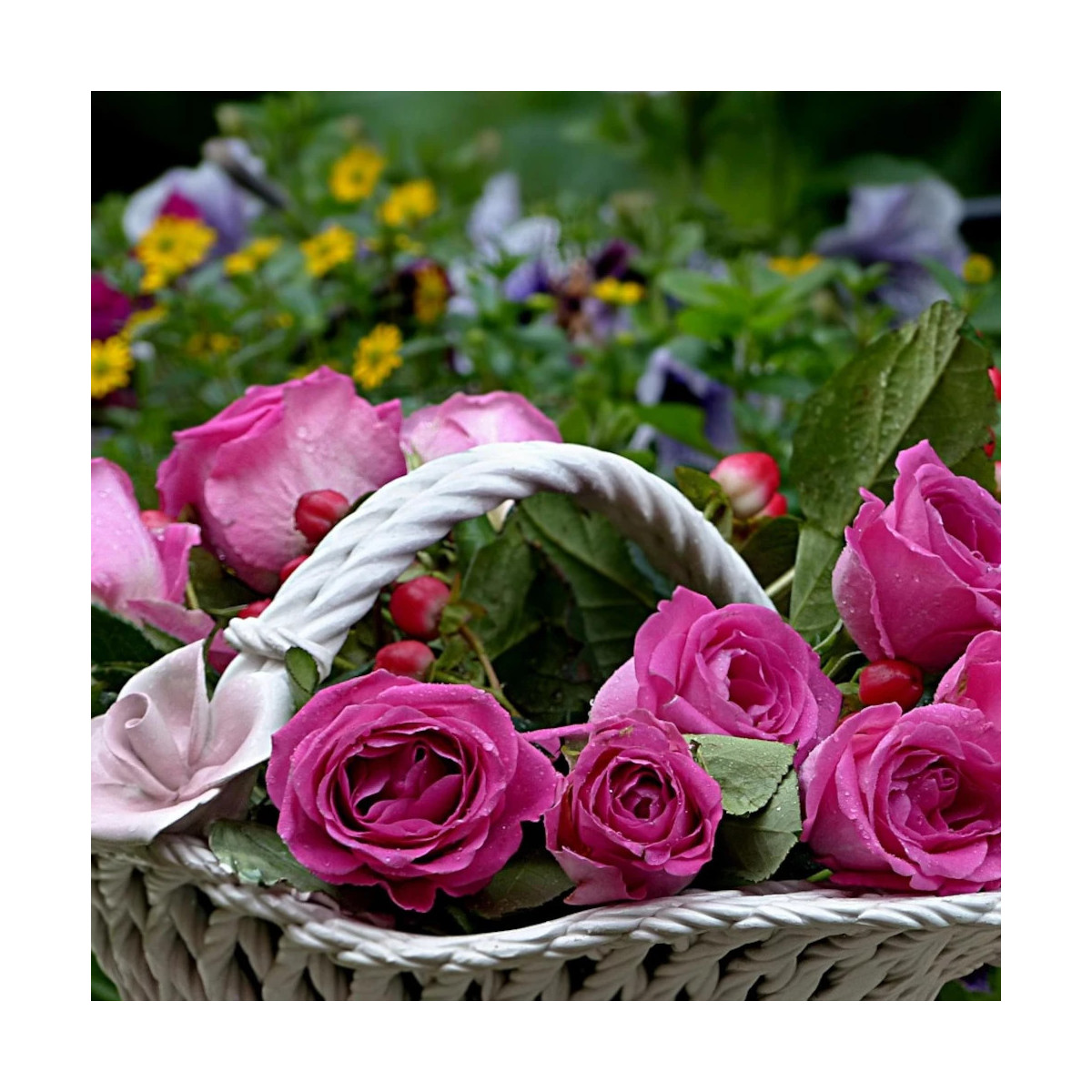Rosier arbustif Rose Lalande de Pomerol® 'delcherot'