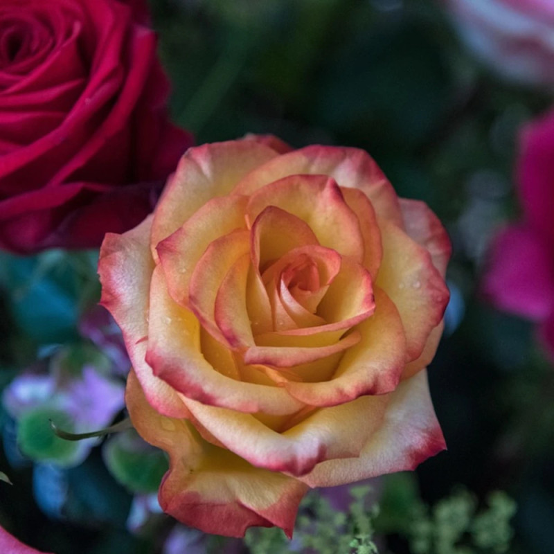 Rosier à grandes fleurs Soledad® 'Dorcobo'