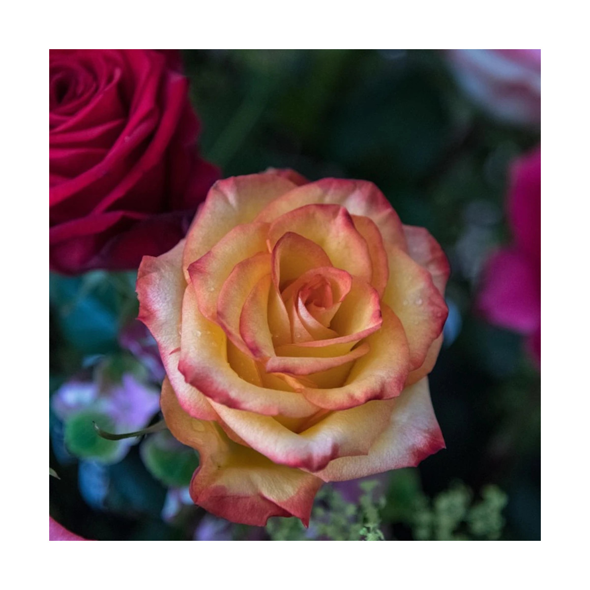 Rosier arbustif Soledad® 'Dorcobo'
