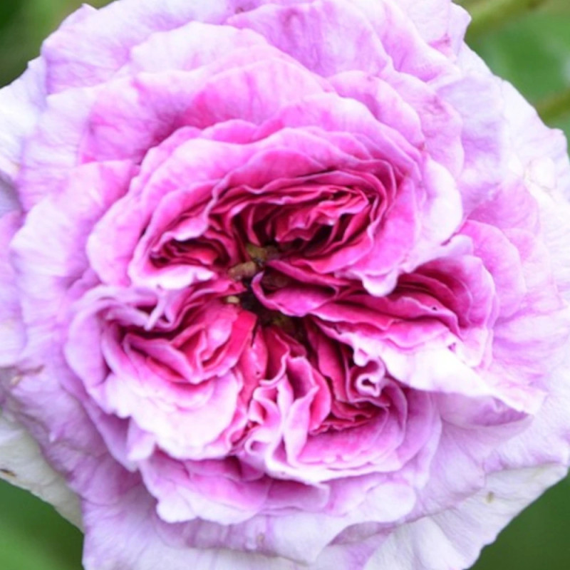 Rosier à grosses fleurs Thierry Marx® 'Delviopar'