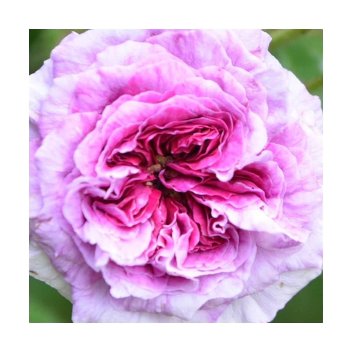 Rosier arbustif Thierry Marx® 'Delviopar'