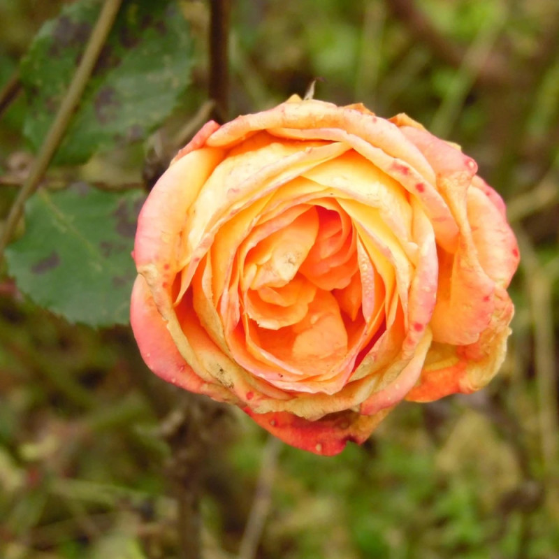 Rosier à fleurs groupées Arpège® 'Dicjardi'