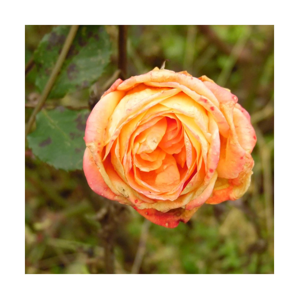 Rosier arbustif Arpège® 'Dicjardi' Rosier arbustif Arpège® 'Dicjardi'