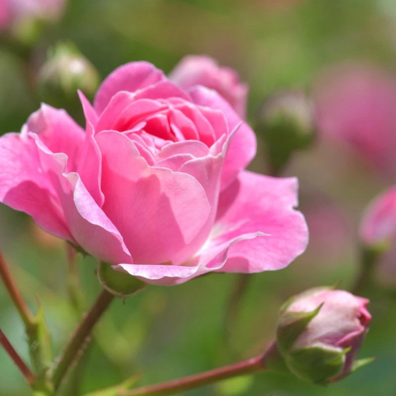 Rosier à fleurs groupées Centenaire de Lourdes® Rose 'Delge'