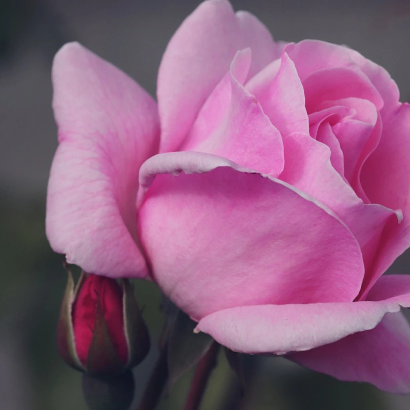 Rosier à fleurs groupées Bordure Rose® 'Delcoussi'