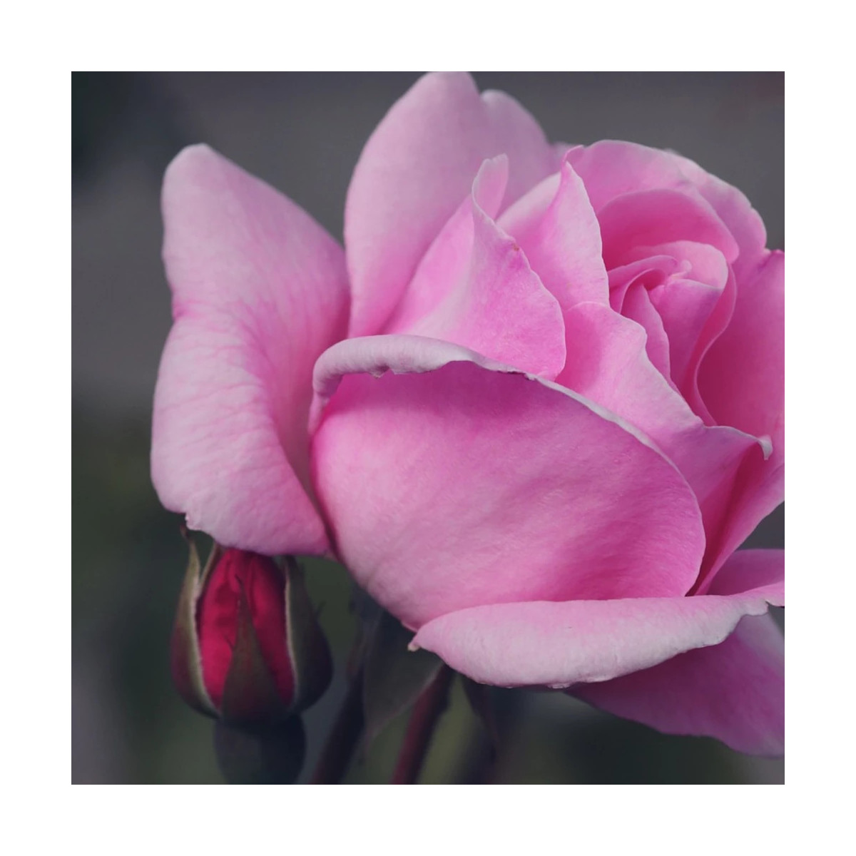 Rosier arbustif Bordure Rose® 'Delcoussi'