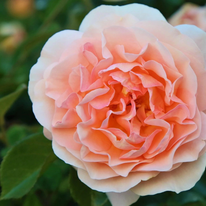 Rosier Anglais King Arthur® 'Harverag'
