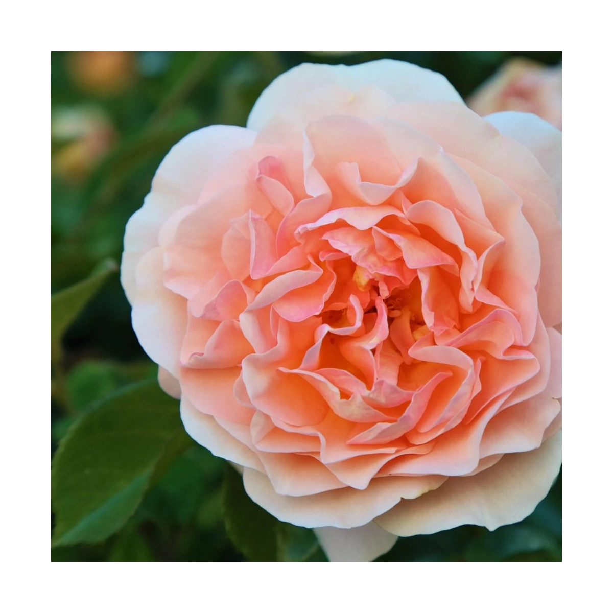 Rosier arbustif King Arthur® 'Harverag'