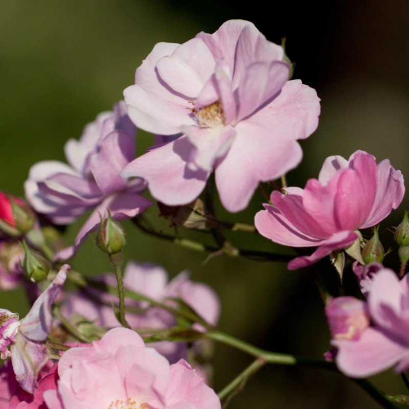 Rosier à fleurs groupées Lavender Dream® 'Interlav'