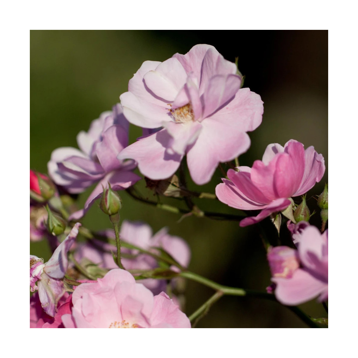 Rosier arbustif Lavender Dream® 'Interlav'