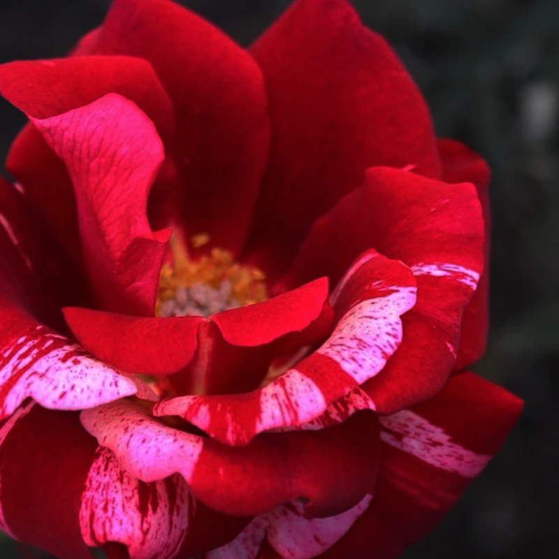 Rosier à fleurs groupées La reine de la Nuit® 'Delstrilum'
