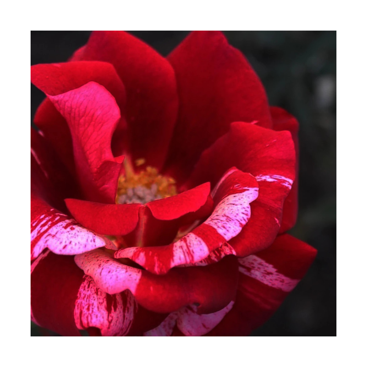 Rosier arbustif La reine de la Nuit® 'Delstrilum'