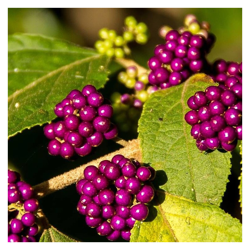 Callicarpa, Arbuste aux bonbons Imperial Pearl® 'Minpro2'