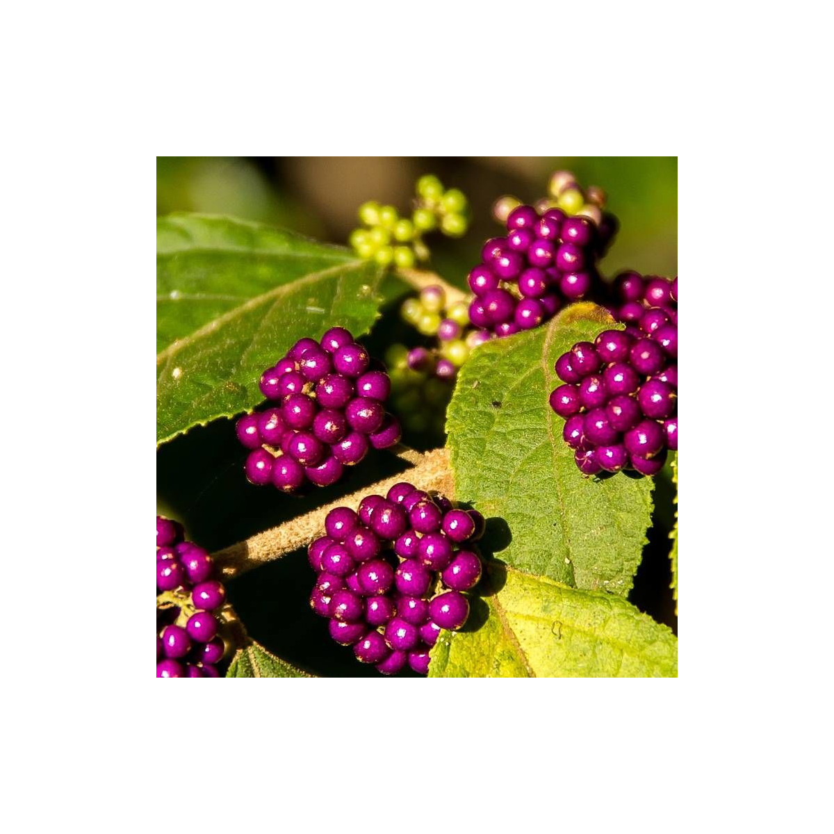 Callicarpa, Arbuste aux bonbons Imperial Pearl® 'Minpro2' Callicarpa, Arbuste aux bonbons Imperial Pearl® 'Minpro2'