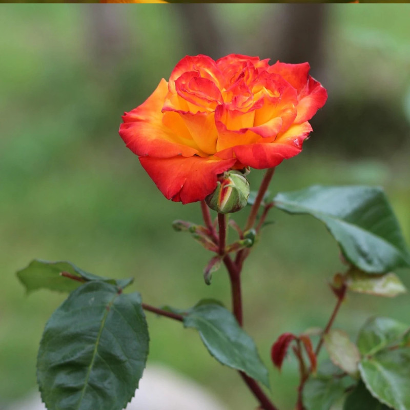 Rosier à grandes fleurs Soledad® 'Dorcobo'