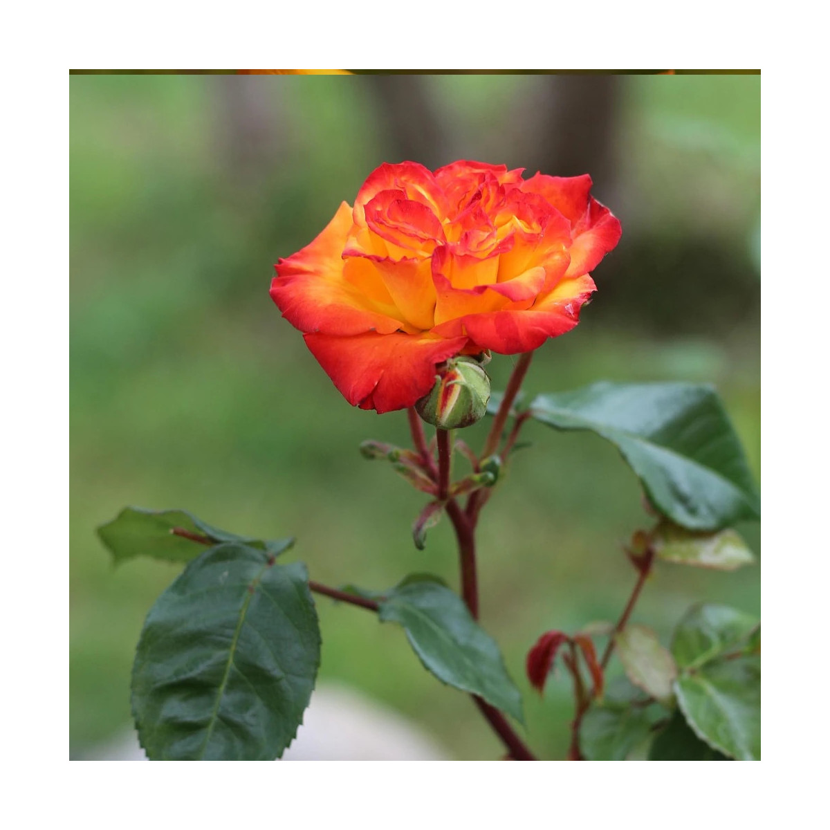Rosier arbustif Soledad® 'Dorcobo' Rosier arbustif Soledad® 'Dorcobo'