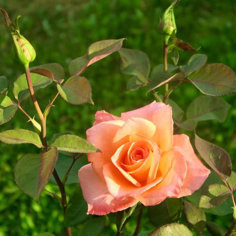 Rosier à fleurs groupées Westerland® 'Korwest'