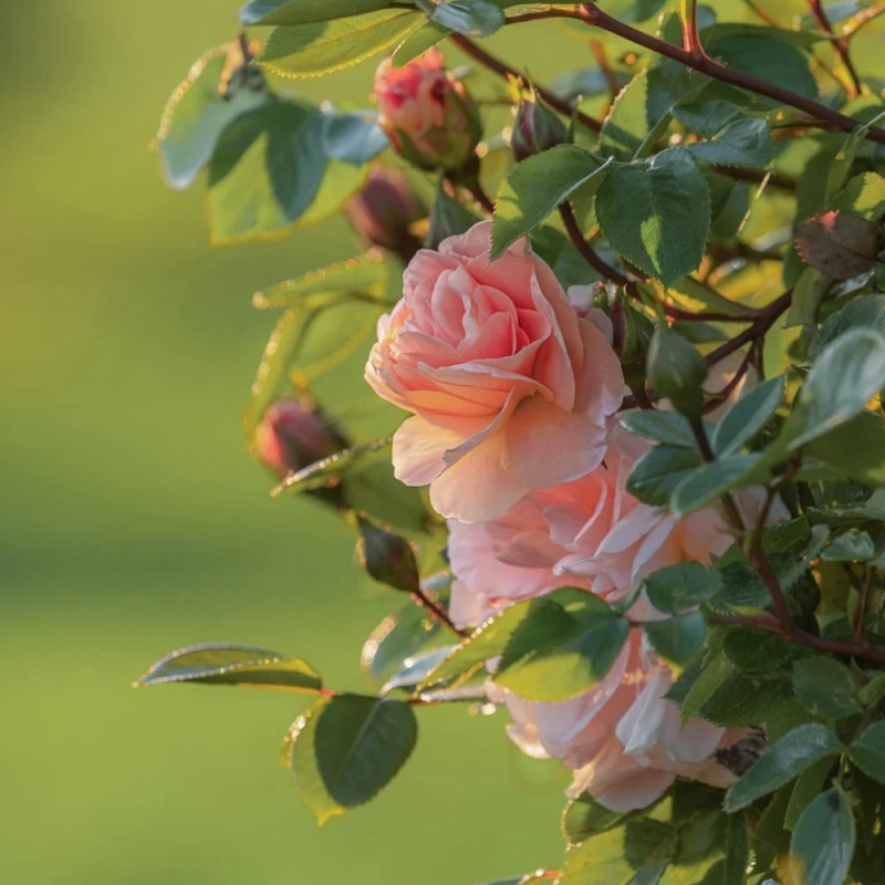 Rosier grimpant Billet Doux® 'Delrosar'