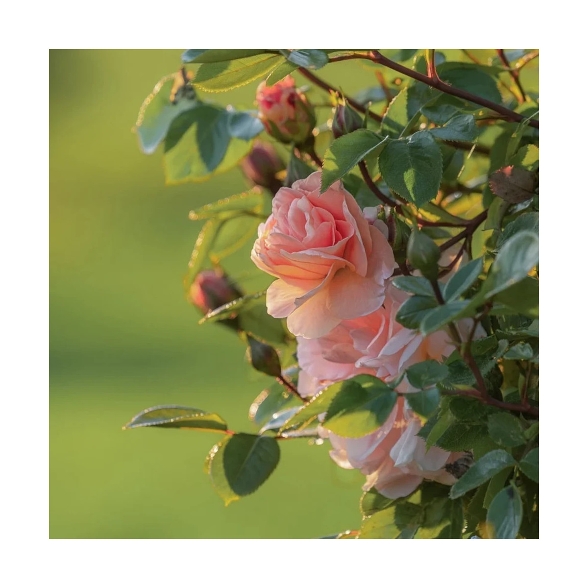 Rosier grimpant Billet Doux® 'Delrosar'