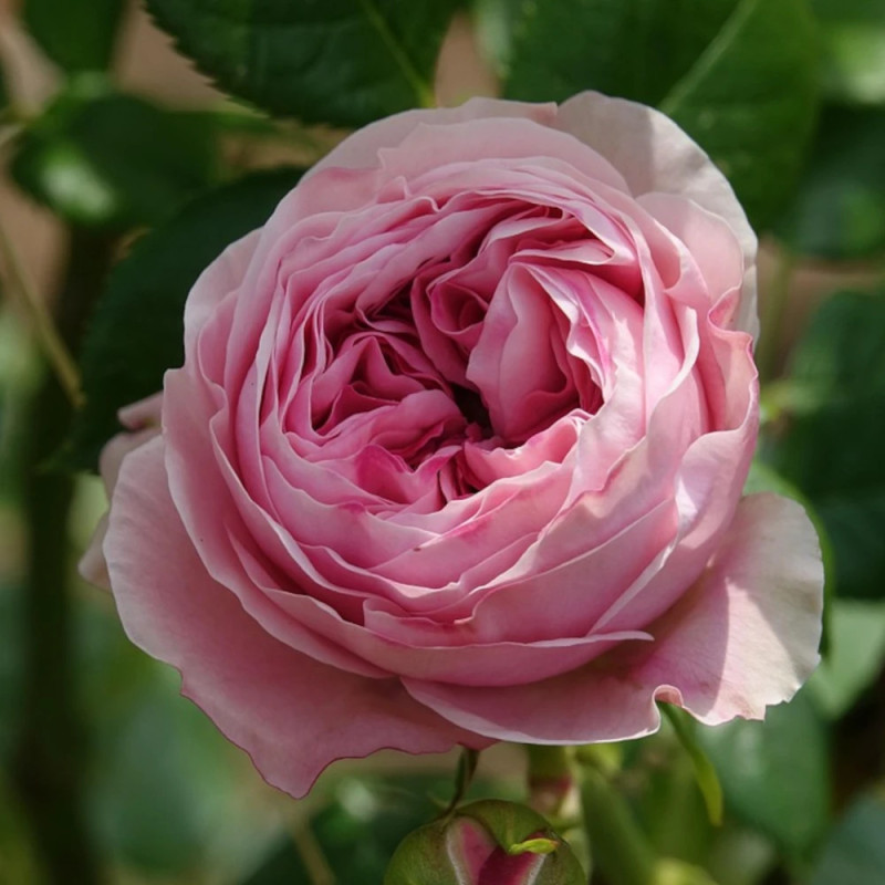 Rosier grimpant Kiss Me Kate 'KORnagelio'