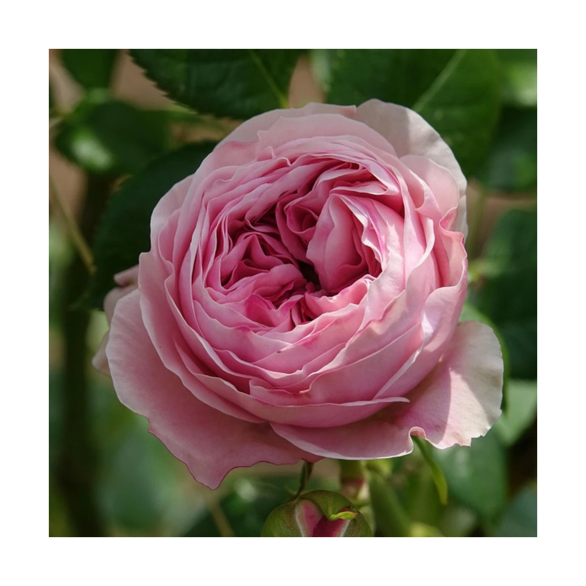 Rosier grimpant Kiss Me Kate 'KORnagelio'