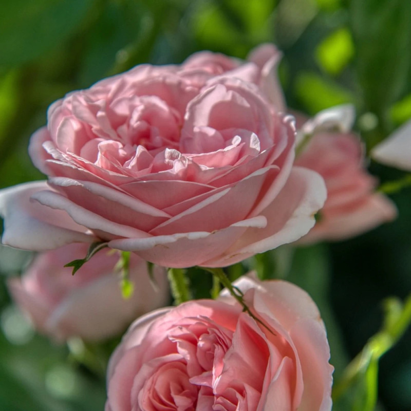 Rosier grimpant La Giralda® 'Korfobalt'