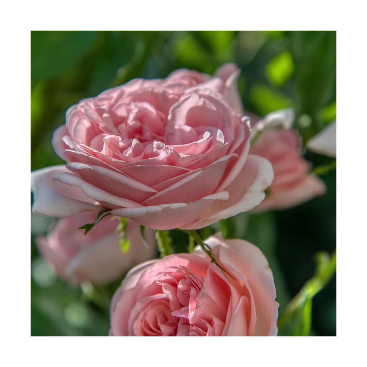 Rosier grimpant La Giralda® 'Korfobalt' Rosier grimpant La Giralda® 'Korfobalt'