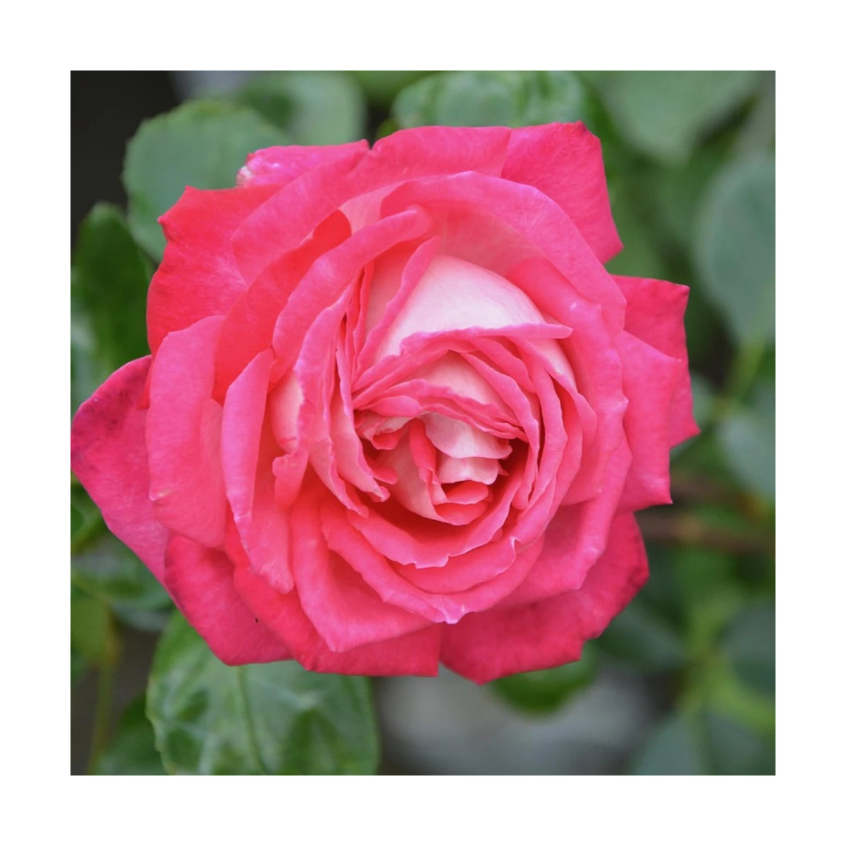 Rosier grimpant La Vanoise® Parc National® 'Korhokhel'