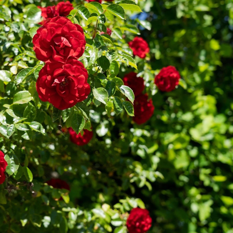 Rosier grimpant Liliana® 'Delgrouge'