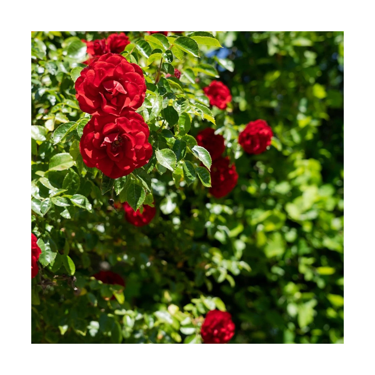 Rosier grimpant Liliana® 'Delgrouge'