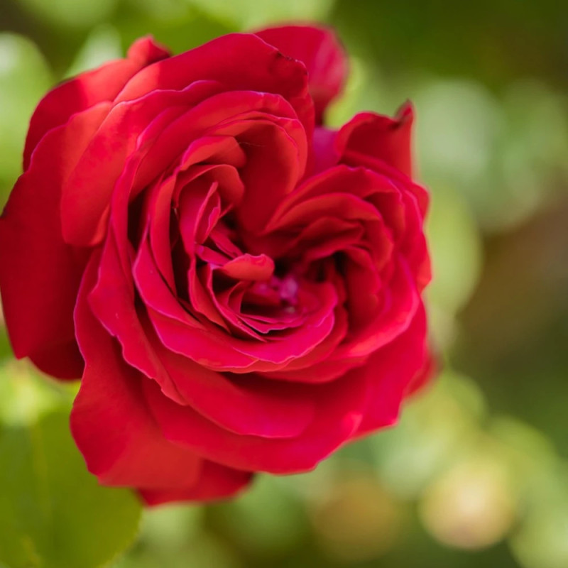 Rosier grimpant Salammbô® 'Delperl'