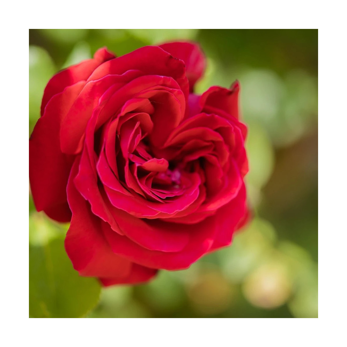 Rosier grimpant Salammbô® 'Delperl'