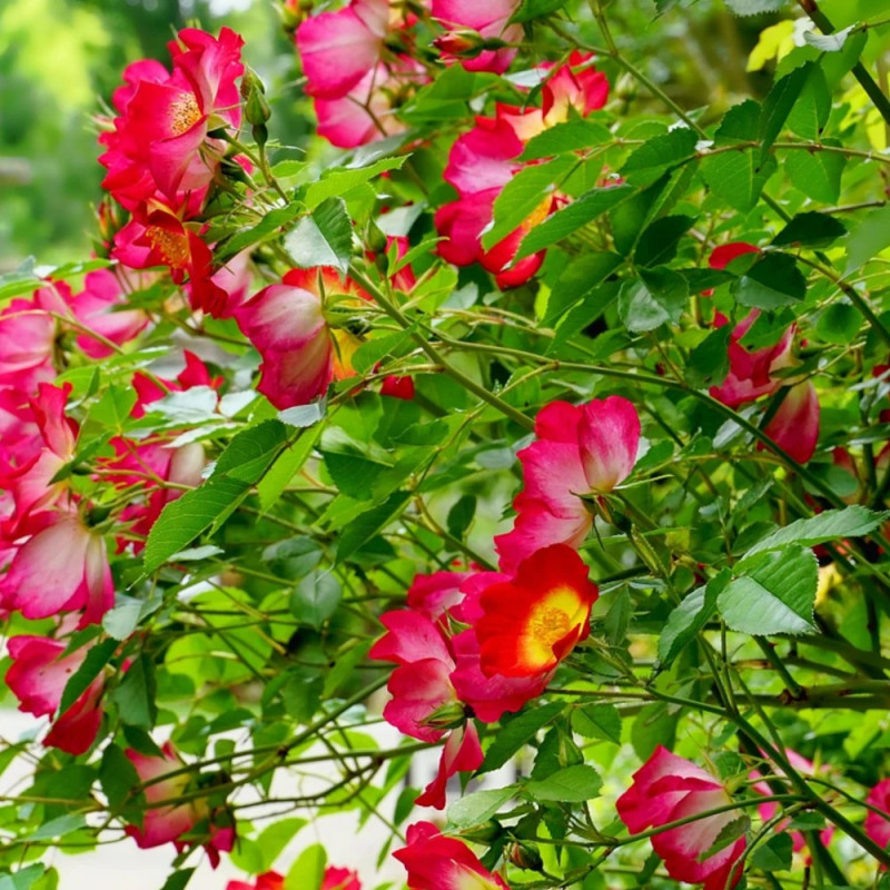 Rosier grimpant Vesuvia® 'Noa 71680'