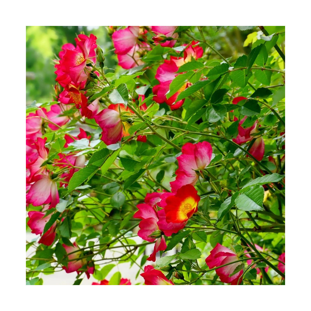 Rosier grimpant Vesuvia® 'Noa 71680'