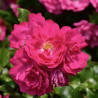 Rosier grimpant Excelsa