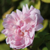Rosier liane François Juranville