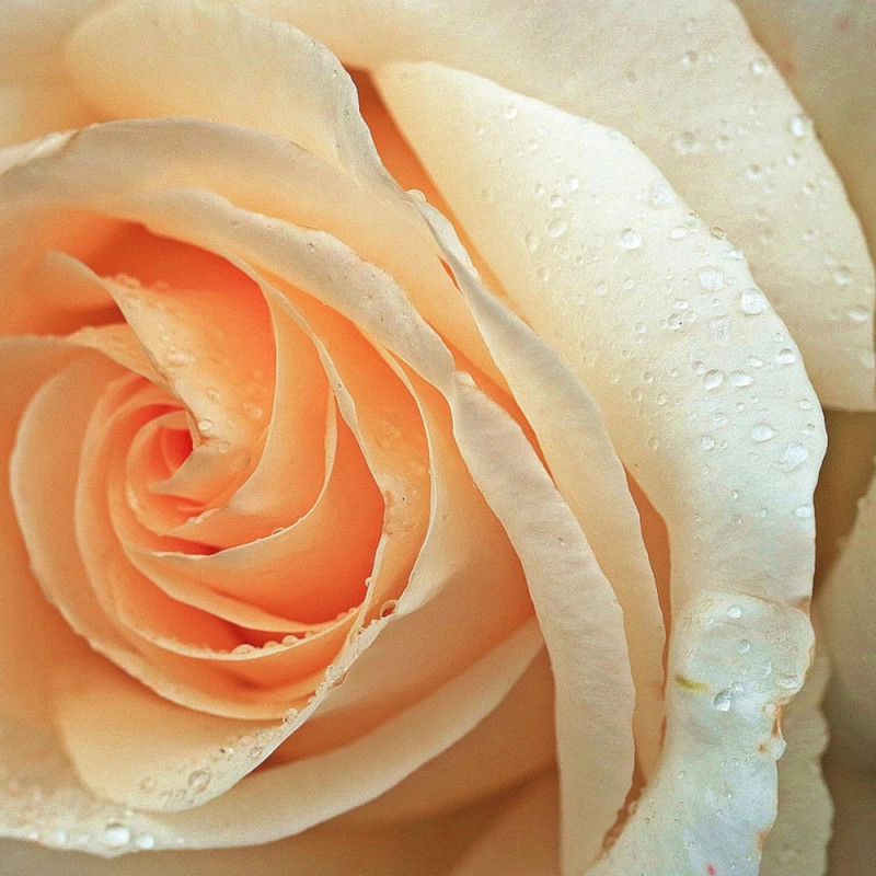 Rosier à grandes fleurs Acapulco® 'Reulife'