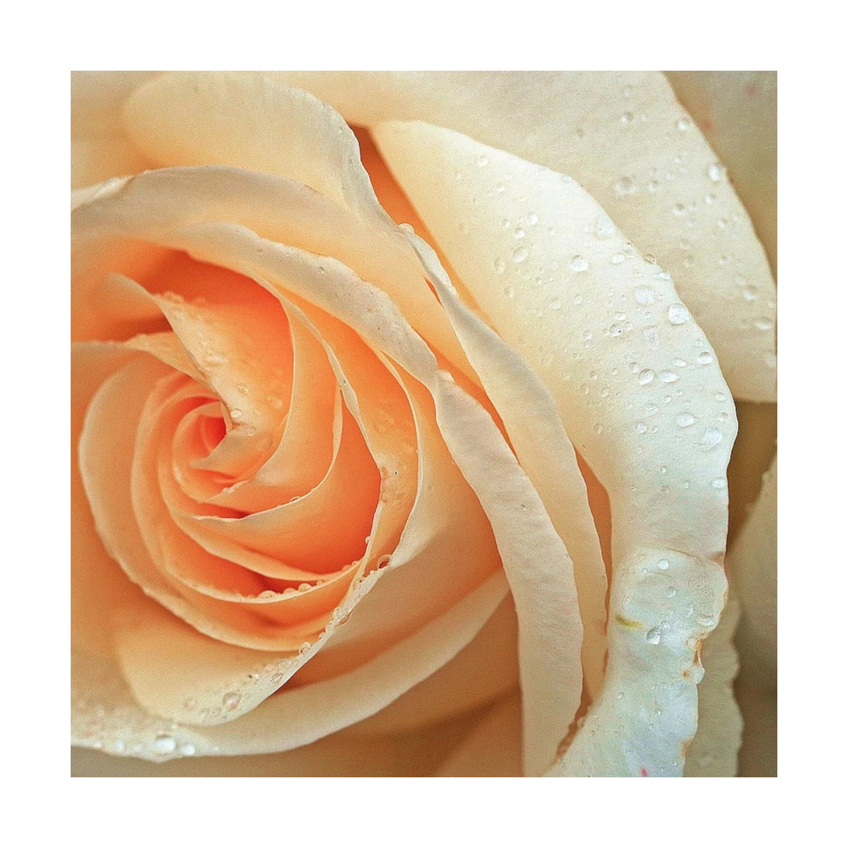 Rosier arbustif Acapulco® 'Reulife'