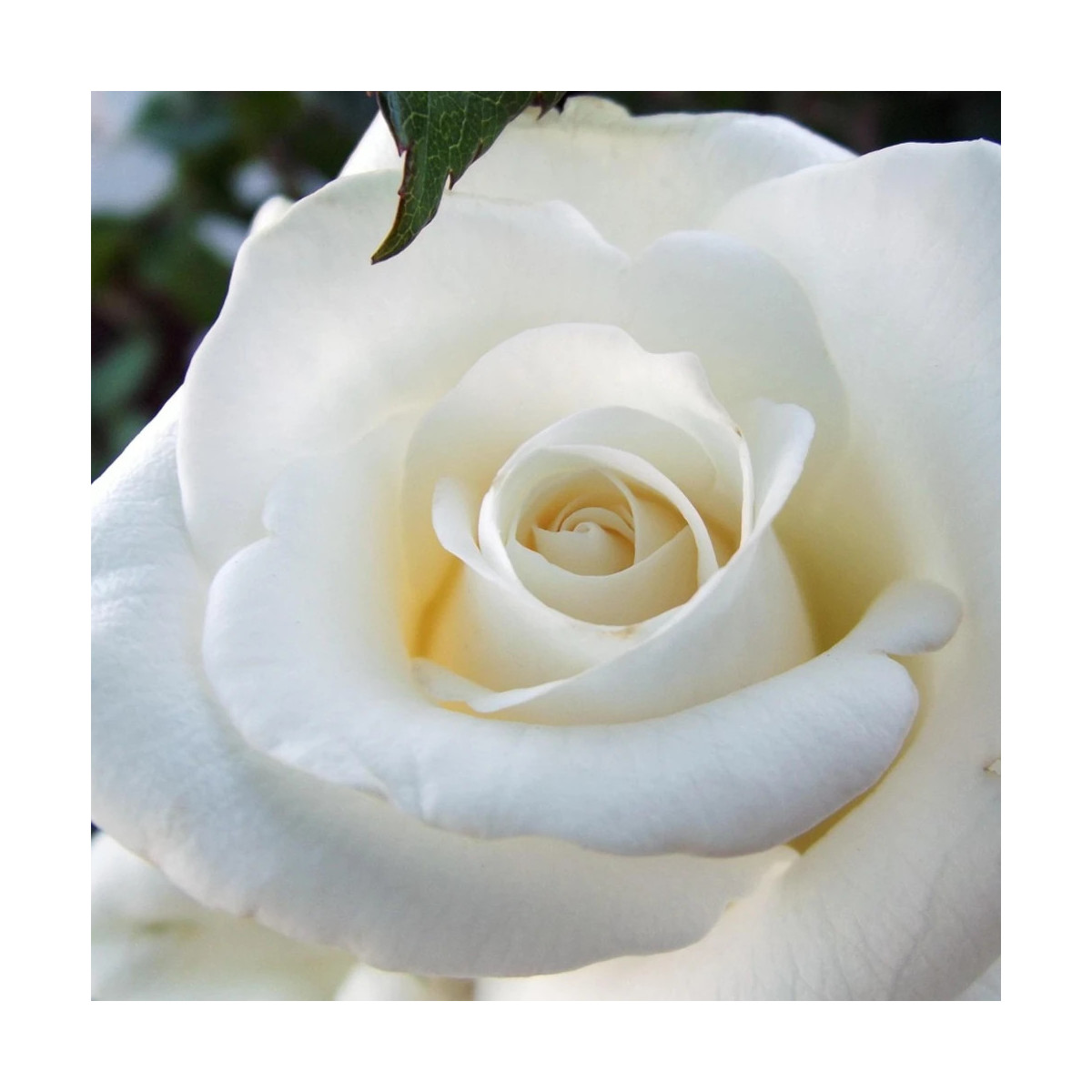 Rosier arbustif Annapurna® 'Dorblan'