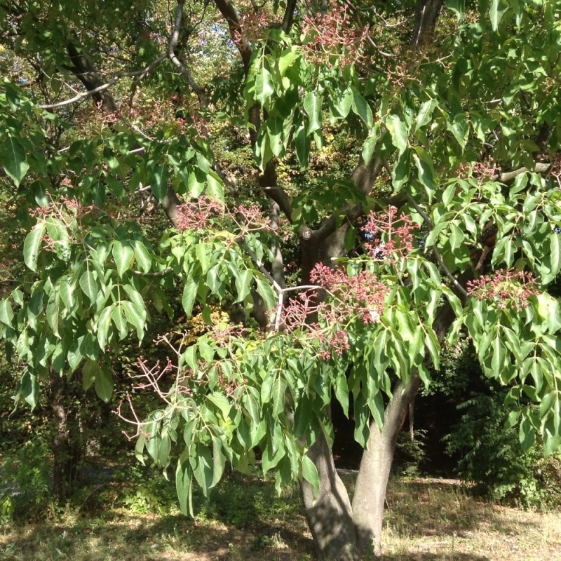 Arbre à miel, Euodia danielii, Tedradium daniellii