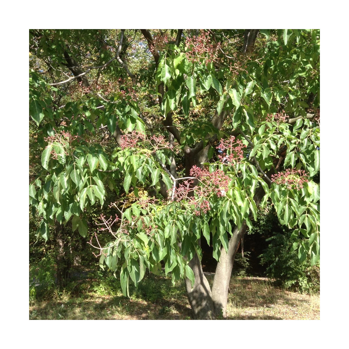 Arbre à miel, Euodia danielii, Tedradium daniellii