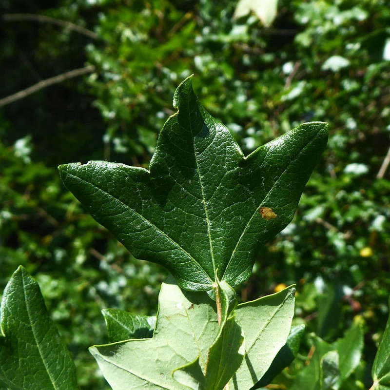 Érable de Montpellier, Acer monspessulanum