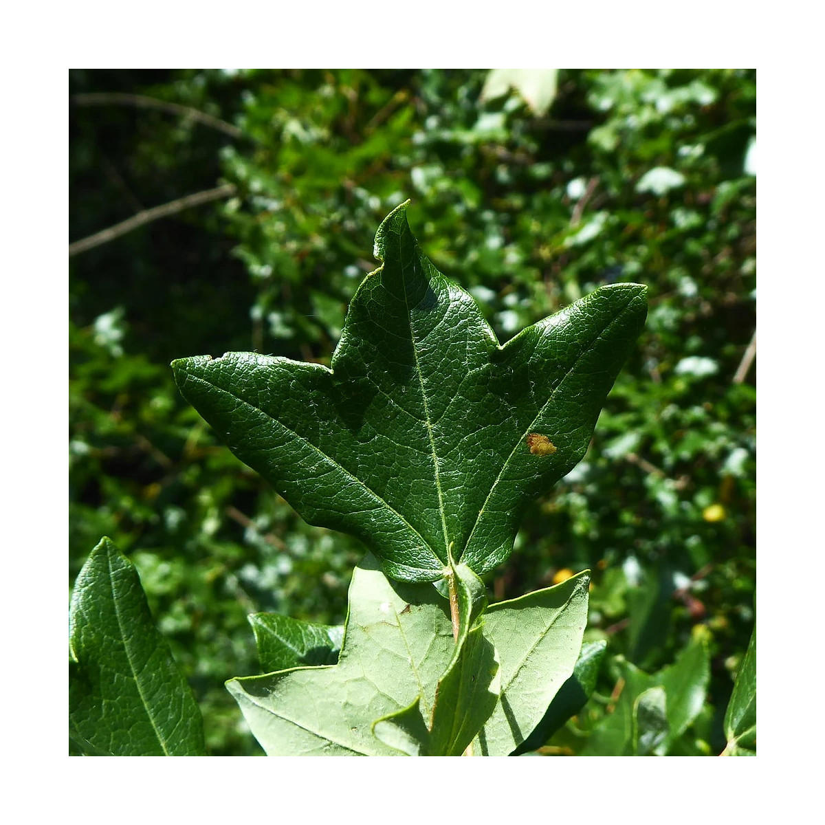 Érable de Montpellier, Acer monspessulanum