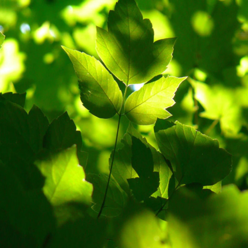 Érable à feuilles de frêne, Acer negundo