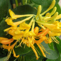 Chèvrefeuille Tellmanniana